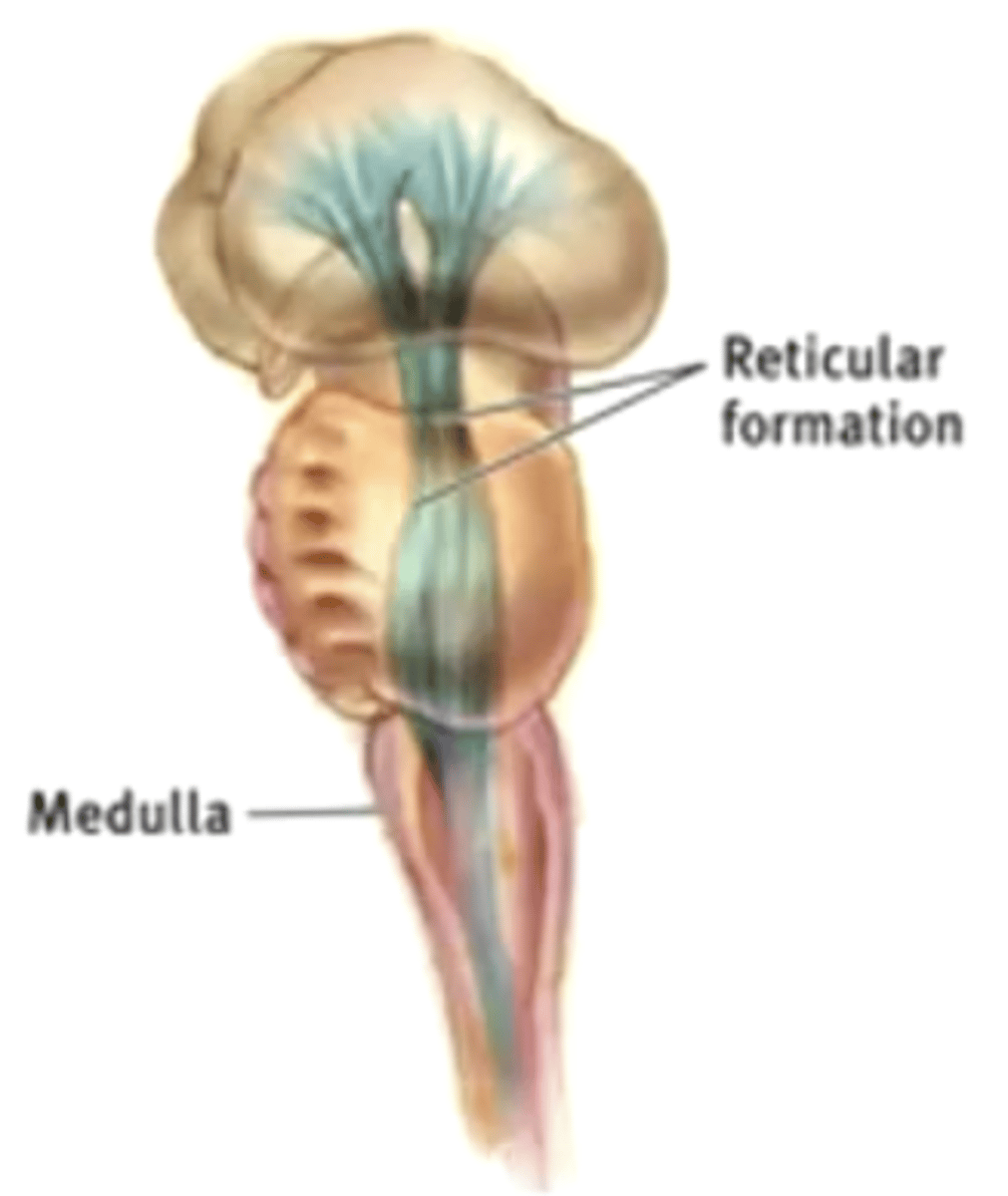 <p>"netlike" structure - a loose collection of cell bodies and axons that extends through the brainstem (midprain, pons, medulla)</p><p>it does not have any distinct boundaries and has complex connectivity</p>