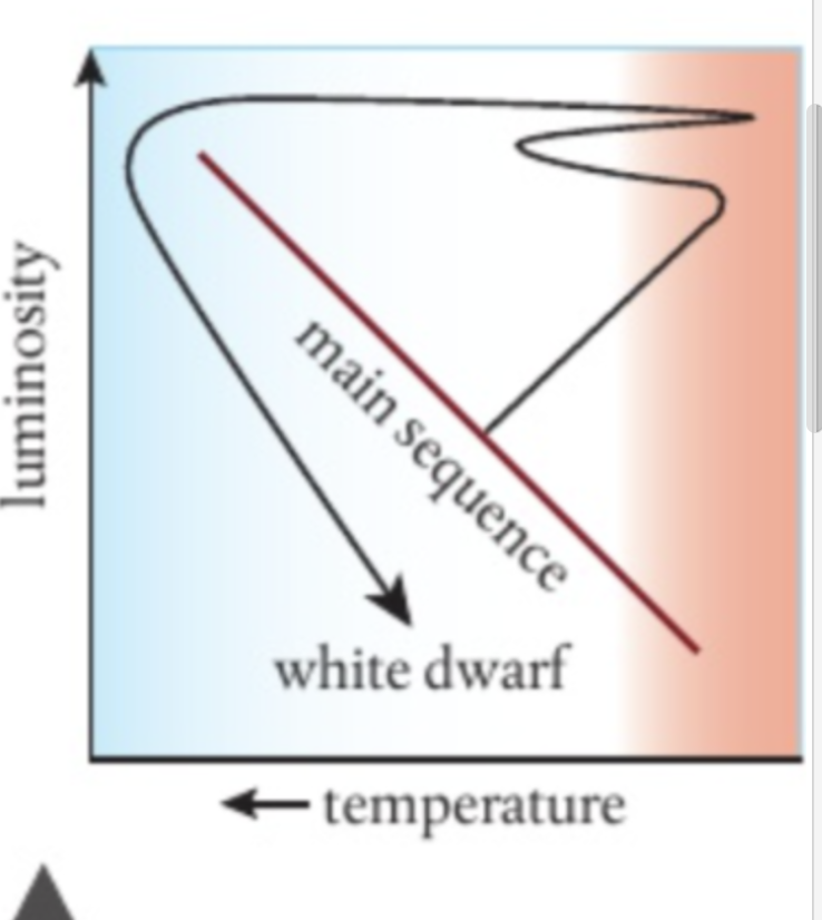 <p>as the core continues to be compressed, it comes to the point where electrons cannot get closer. thus core cannot get smaller but continues to get hotter. This leads helium to fuse into berillium and then forms carbon than oxygen. </p><p>the outer layer is far from the center of core, so the force of gravity to hold them together is weka, leading for it to slowly be blown away. </p><p>the core is no longer producing energy so contract until  electrons prevent  it from getting smaller the </p>