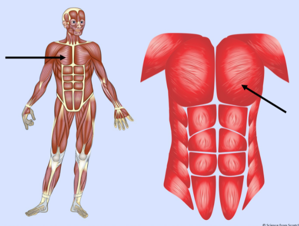 <p>What major muscle is this?</p>