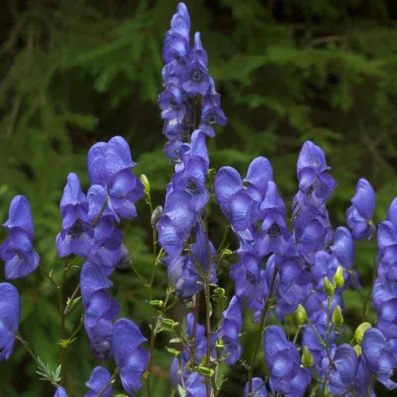 <p>Aconitum</p>