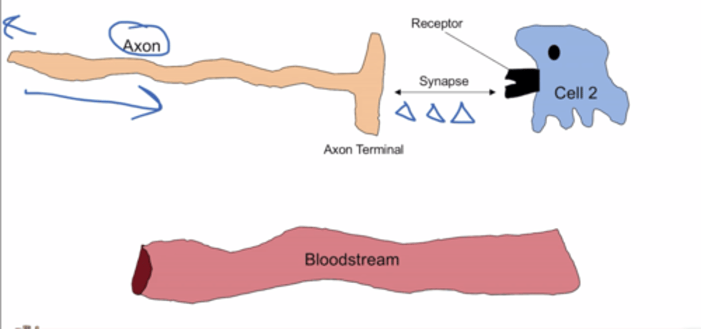 <p>signal released from axon terminal into synapse, signals bind to nearby cell receptor</p>