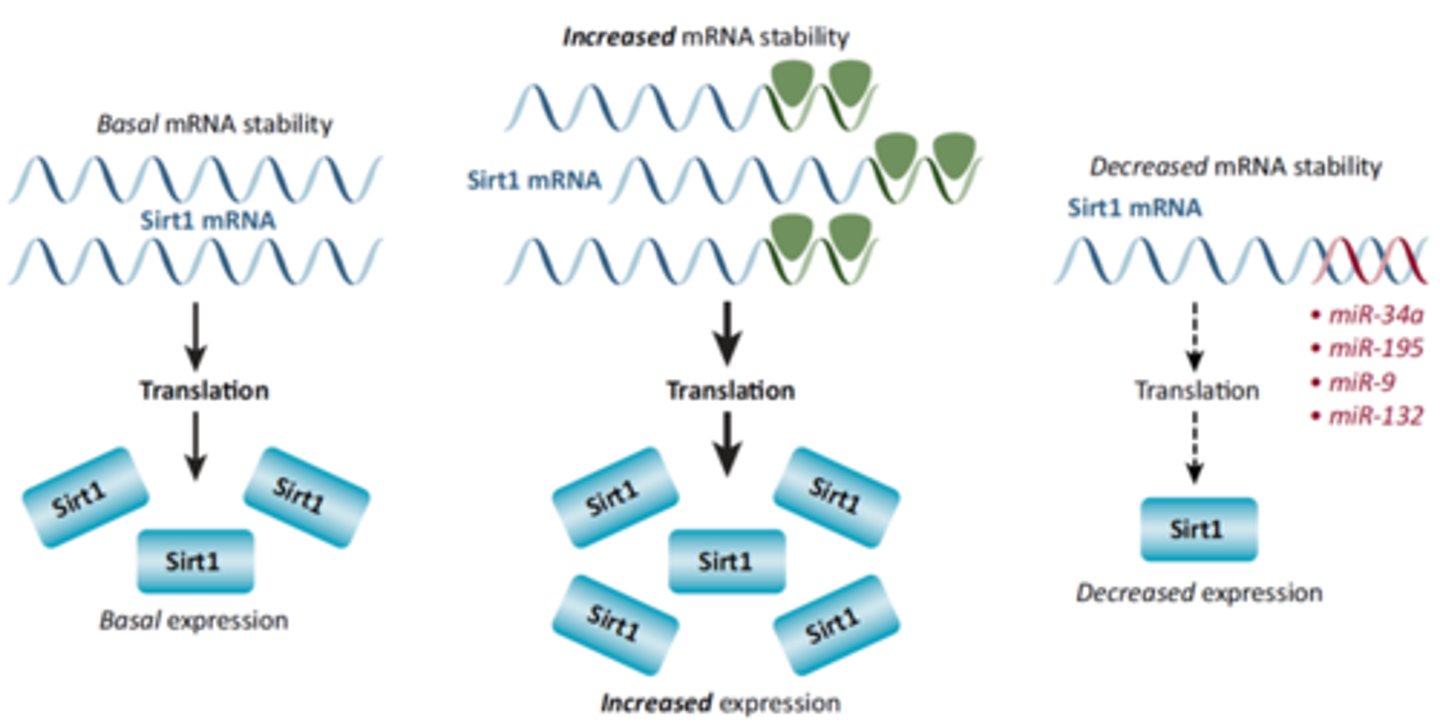 <p>ANOTHER WAY OF REGULATING PROTEIN SYNTHESIS: REGULATING MRNA STABILITY</p><p>-the more stable mRNA is, the more it is going to survive inside the cell and the more it is going to be translated by ribosomes to make more proteins</p><p>-we add stabilization factors to pre-mRNA, like a 5' cap and 3' poly-A tail that increases stability (cycle 7 content)</p><p>-you could add protein factors that increase stability to increase protein synthesis (for example by adding a longer poly-A tail)</p><p>-you could decrease protein expression by destabilizing mRNA and making it survive a shorter time</p><p>-we can increase/ decrease the stability of the mRNA via protein factors and inhibitors as well</p>