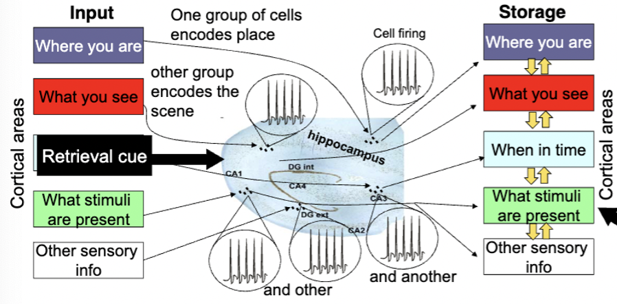 <p>records info about episode in relation to each other - encodes info as distinct patterns of activity - and helps consolidate info linked to a particular memory in same cortical regions originally processed in</p><ul><li><p>when you remember the episode, similar patterns of activation in hippocampus can activate similar regions of cortex as when event memory</p></li><li><p>different groups of cells for each sensory input (where you are, what you see)</p></li><li><p>easy to remember unusual memories because they have a unique coding pattern</p></li></ul><p></p>