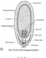 <ol><li><p>sporogenesis: diploid megasporocyte divides via miosis, 1 large haploid cell survive and becomes megaspore</p></li><li><p>Gametogenesis: megaspore divides via mitosis and developes into megagametophyte with egg cell inside (containing archegonium)</p></li></ol><p></p>