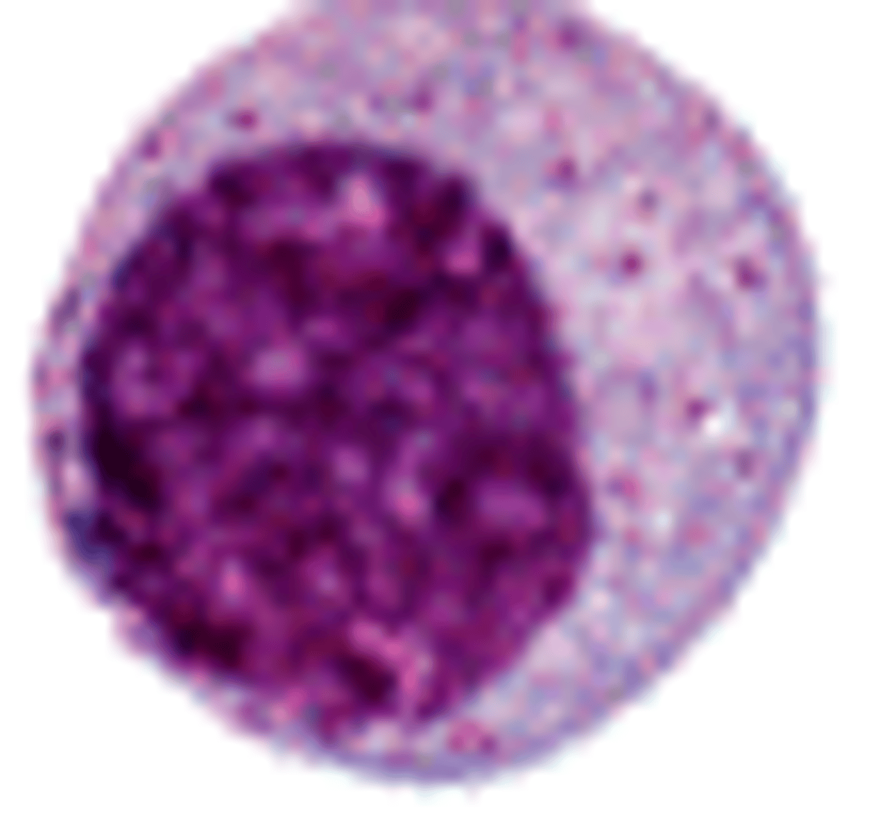 <p>confused w/ monocytes</p><p>- myelocyte = pink cytoplasm</p><p>- monocyte = blue cytoplasm</p><p>usually in BM, presence in PB = left shift</p><p>- assoc w infection (bacterial), sepsis, CML</p>