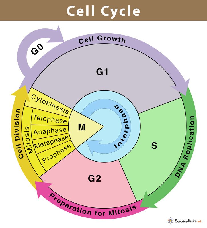 <p>what is the cell cycle ?</p>