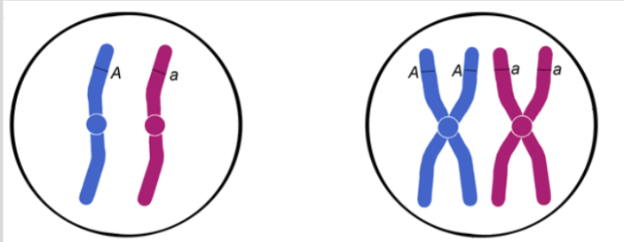 <p><span style="background-color: transparent;"><span>DNA replication copies a chromosome, resulting in ____________.</span></span></p>