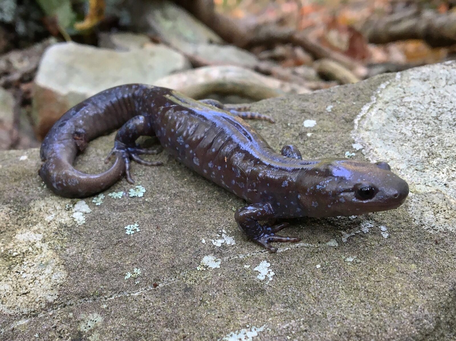 <p>Jefferson's Salamander</p>