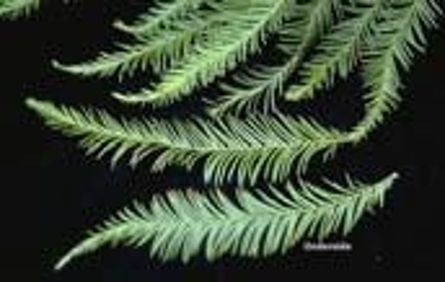 <p>Deciduous needles, ½'' long, opposite, linear, flattened, straight or slightly curved, pectinately arranged.</p>