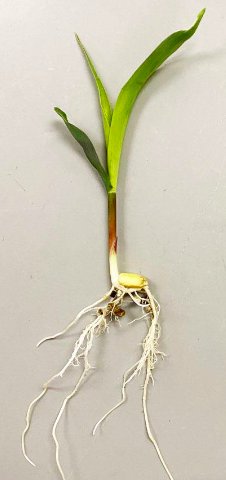 <p>Is this a bean seedling or a corn seedling</p>