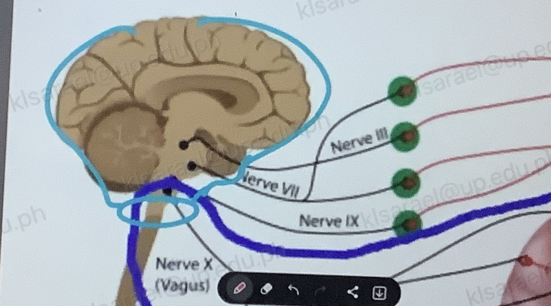<p>c. Trochlear nerve (CN 4)</p>