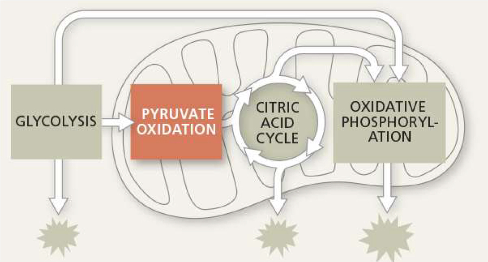 <p>what is needed for pyruvate oxidation</p>