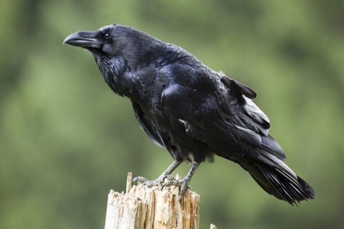 <p>raven</p>