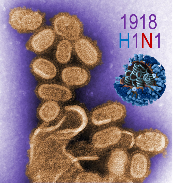 <p>The Spanish flu pandemic of 1918, the deadliest in history, infected an estimated 500 million people worldwide. This virus, which is pictured below, is a variant known as H1N1. The H and N refer to the _________. Select one: a. surface lipid helicase and membrane energizing enzyme niacin b. surface protein hemagglutinin and membrane cleaving enzyme neuraminidase c. surface energizing carbohydrates helicose and variants of n-acetyl ribose molecules d. surface nucleotide hemiguanine and membrane cleaving enzyme nicotinamide</p>