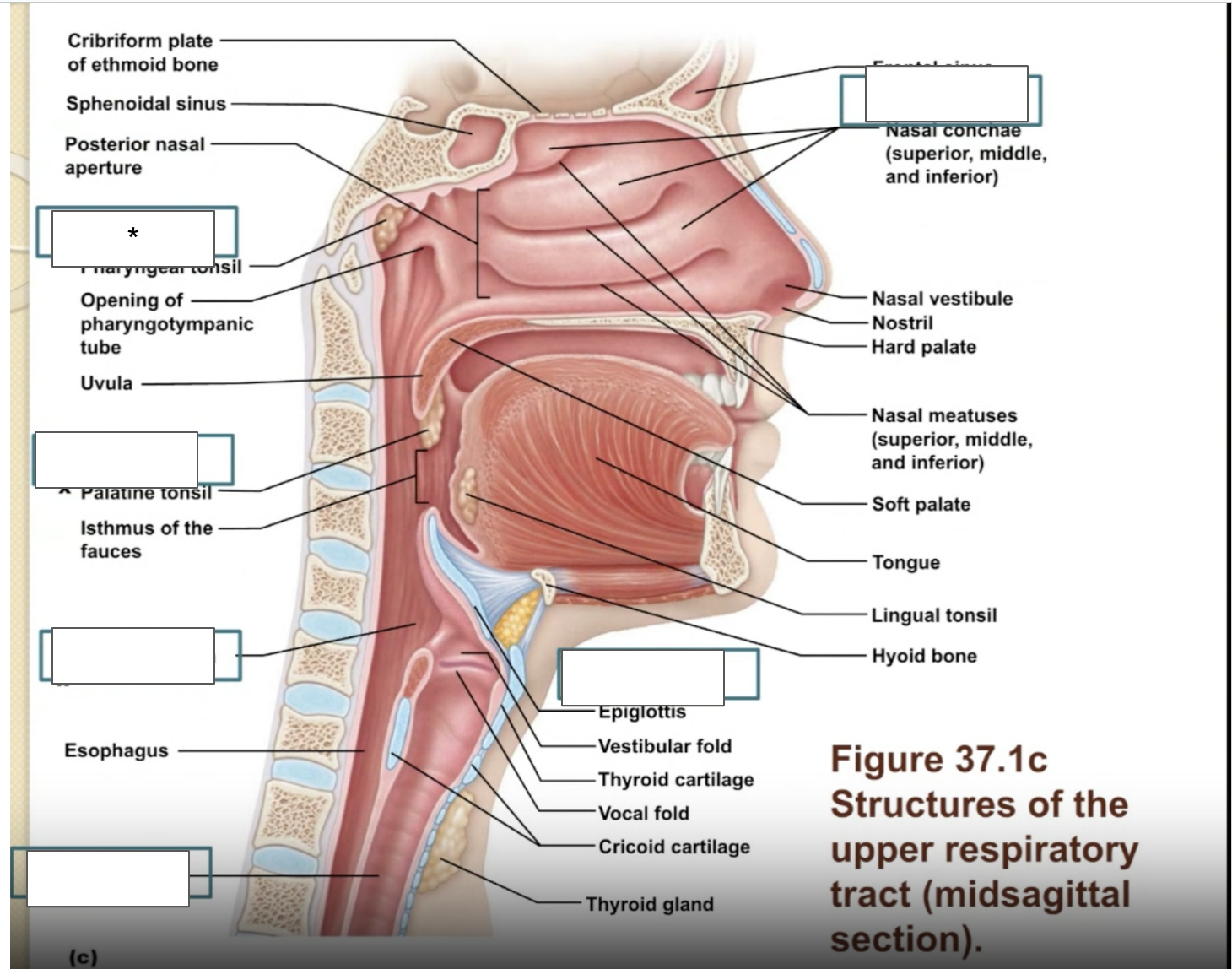 term image