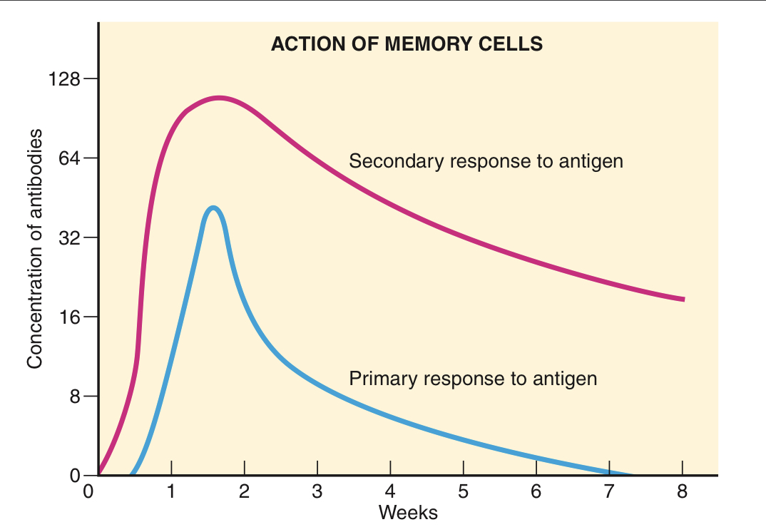 <p>Memory B cells are responsible for a more potent and rapid antibody response during subsequent exposures to the same antigen. This secondary response to the antigen produces antibodies faster and in larger quantities, and lasts longer than the initial response</p>