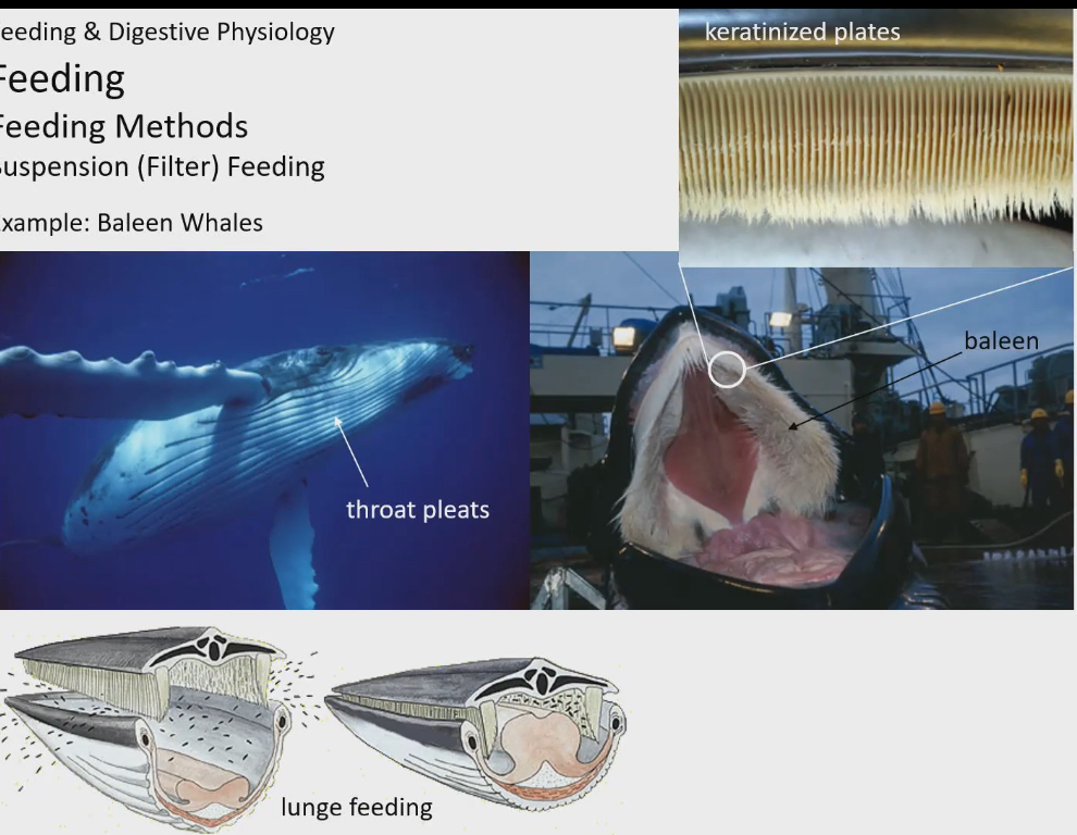 <ul><li><p>2 key structures</p><ul><li><p>Throat pleats : grooves in body surface that expand size of mouth to take in as much water and suspended food as possible. But they don’t want to have this large surface area all the time when they are not eating</p></li><li><p>Baleen: actual filtering structure to separate the water and particles. Looks hairlike, it’s comprised of keratin, the same protein that makes up our hair. Slits between keratin hairs, that are large enough for water to go through but small enough that food particles can’t</p></li></ul></li><li><p>open mouth expands as large as it can. Animal will lunge and water and suspended particles will enter mouth. Then it will close its mouth, not completely, then pushes tongue to roof of mouth. This forces all the water out and through baleen back into the ocean. Tongue to lick inner surface of baleen to get all the food particles, and swallow</p></li></ul><p></p>