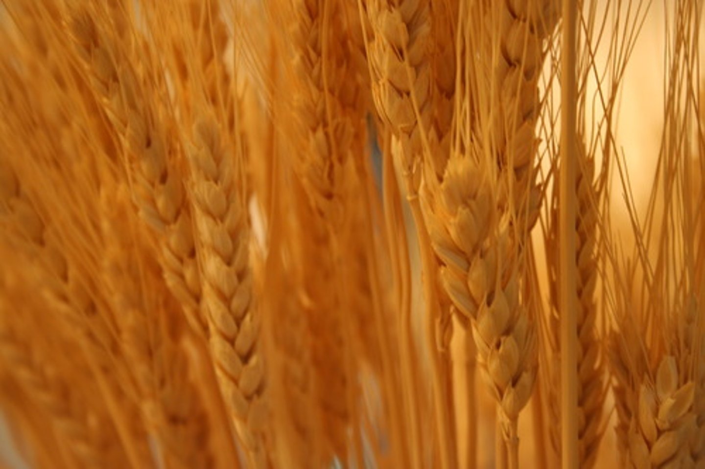 <p>-Was at Harvest time</p><p>-At a temple in Eleusis</p><p>-Took place every 5 years in September for 9 days</p><p>-Was for 9 days because she spent 9 days wandering the earth for Persephone</p>