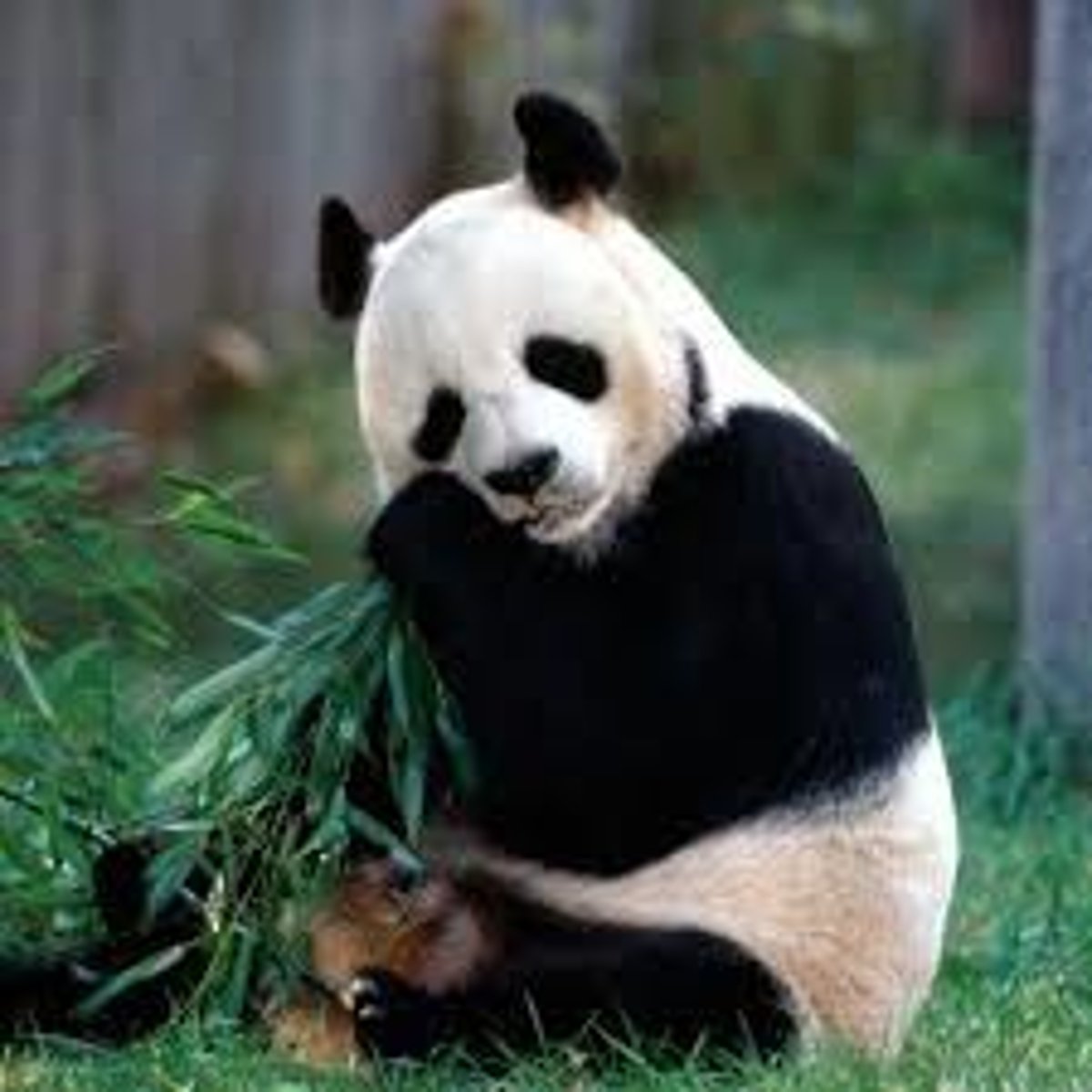 <p>con gấu trúc</p>