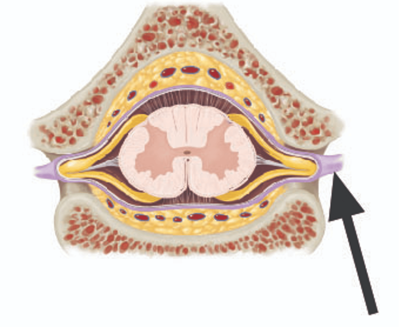 <p>Identify structure.</p>