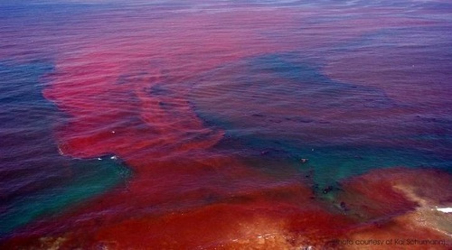<p>Harmful algal blooms can be caused by dinoflagellates.</p>