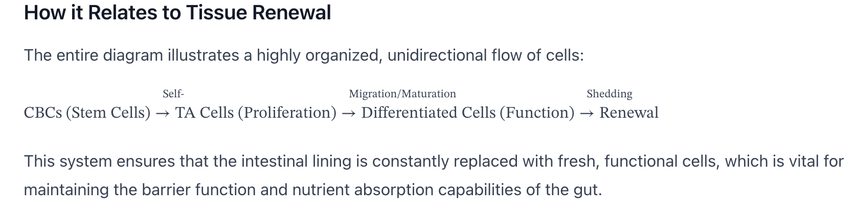 <p>describe tissue renewal in the intestine</p>