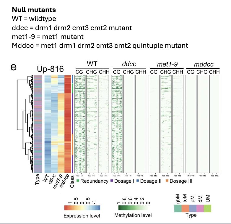 <p>Graph context: null mutants created to determine protein’s role in cytosine methylation in Arabidopsis</p><p><span style="color: #ffffff">8. Based on this plot which type of methylation is met1 primarily responsible for?</span><span style="color: #ffffff"><br></span><span style="color: #ffffff">A. CG</span><span style="color: #ffffff"><br></span><span style="color: #ffffff">B. CHG</span><span style="color: #ffffff"><br></span><span style="color: #ffffff">C. CHH</span><span style="color: #ffffff"><br></span><span style="color: #ffffff">D. CHH and CHG</span></p><p><span style="color: #ffffff">9. Based on this plot which type of methylation is drm1 drm2 cmt3 cmt2 primarily responsible for?</span><span style="color: #ffffff"><br></span><span style="color: #ffffff">A. CG</span><span style="color: #ffffff"><br></span><span style="color: #ffffff">B. CHG</span><span style="color: #ffffff"><br></span><span style="color: #ffffff">C. CHH</span><span style="color: #ffffff"><br></span><span style="color: #ffffff">D. CHH and CHG</span></p><p><span style="color: #fdfdfd">10. Based on this plot whicht type of methylation is plays the largest role in gene</span><span style="color: #fdfdfd"><br></span><span style="color: #fdfdfd">silencing in Arabidopsis?</span><span style="color: #fdfdfd"><br></span><span style="color: #fdfdfd">A. CG</span><span style="color: #fdfdfd"><br></span><span style="color: #fdfdfd">B. CHG</span><span style="color: #fdfdfd"><br></span><span style="color: #fdfdfd">C. CHH</span><span style="color: #fdfdfd"><br></span><span style="color: #fdfdfd">D. CHH and CHG</span></p>