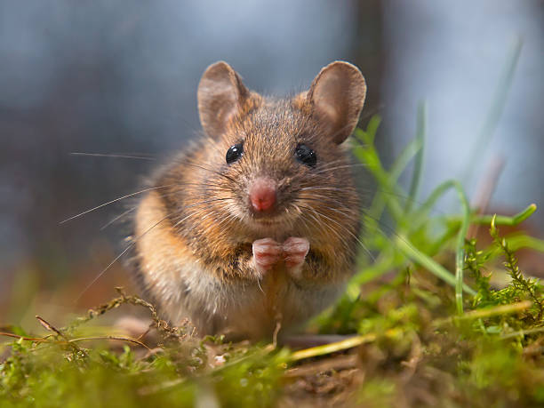<p>Rats, mice, and relatives </p>