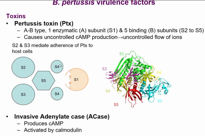 <p>Inactivates GI so it cant switch of active form of the enzyme results in exactly the same effect of cholera toxin</p><p>but acts in the airways</p><p>results in to much fluid being produced in the airways</p>