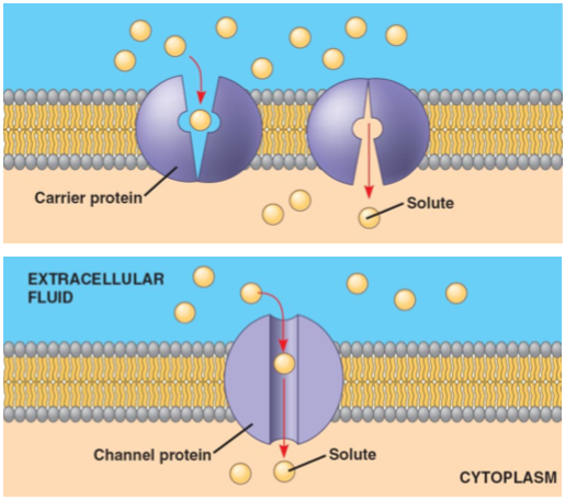 <p>Facilitated:</p><ul><li><p>Go through proteins</p></li><li><p>Channel protein is opening for molecules to go through</p></li><li><p>Carrier proteins change shape for molecules</p></li></ul>