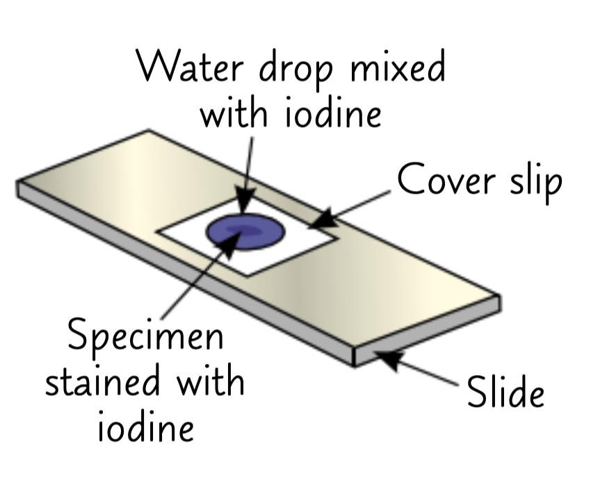 <ol><li><p>Clip the slide you prepared onto the stage</p></li><li><p>Select the lowest powered objective lens </p></li><li><p>Use the course adjustment knob to move the stage up to just below the objective lens</p></li><li><p>Look down the eyepiece. Use the course adjustment knob to move the stage down until the image is roughly in focus</p></li><li><p>Adjust the focus with the fine adjustment knob until you get a clear image of what’s on the slide</p></li><li><p>If you need to see the slide with greater magnification, swap to a higher powered objective lens and refocus</p></li></ol><p></p>