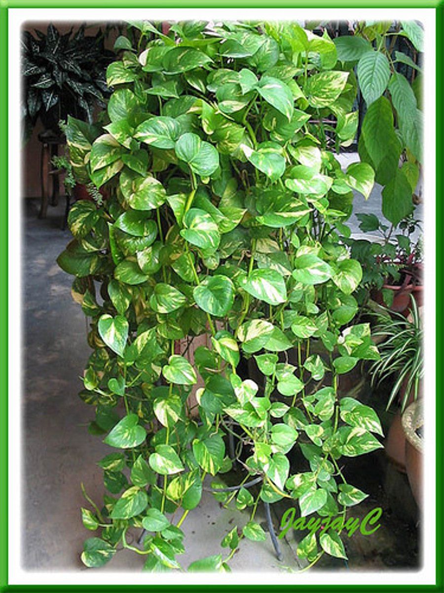 <p>Leaves are always marbled either green & white or green & yellow</p><p>Trailing growth pattern</p><p>Stipule is a small piece of tissue that is fused to the stem, unlike philodendron, creates the appearance of a ribbed node</p>