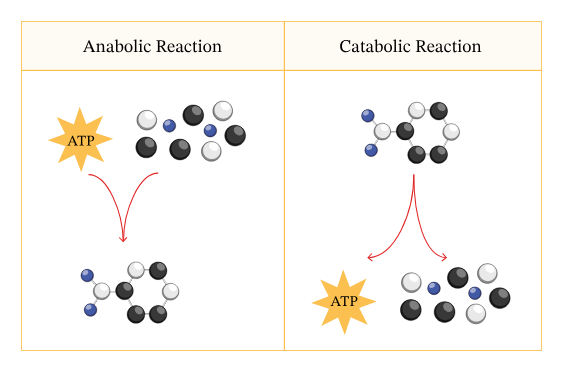 <p>A reaction in which energy is released when large/complex molecules are broken down into small/simple molecules due to the breaking of bonds eg, respiration. All reactions controlled by enzymes. </p>