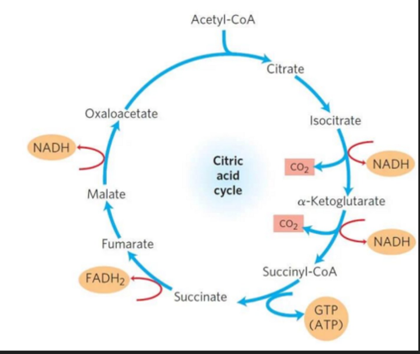 <p>produces heat as byproduct, takes place in mitochondrial matrix where endotherms have a larger # of mitochondria than ectotherms</p>