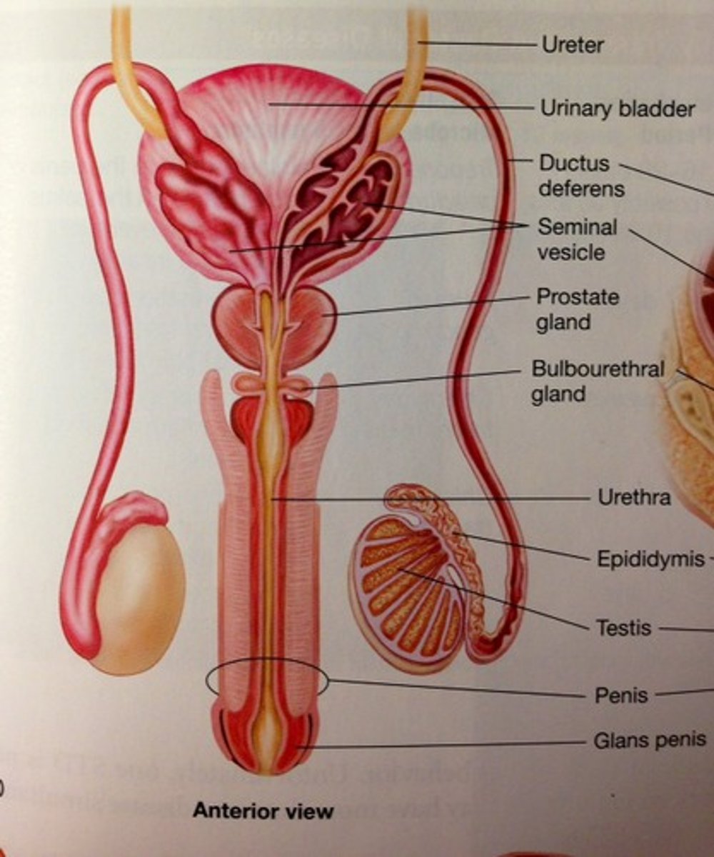 <p>pelvic cavity</p>