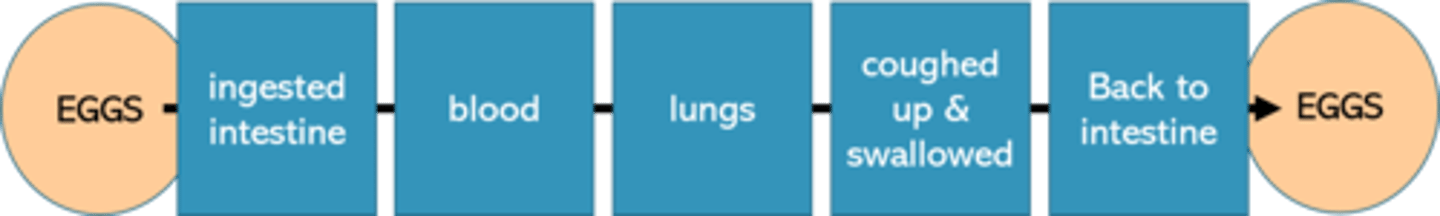 <p>-eggs transfered by fecal-oral route to stomach &amp; intestines</p><p>-carried by blood to lungs</p><p>-coughed up and swallowed</p><p>-eggs passed in feces</p>