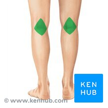<p>back of knee</p>