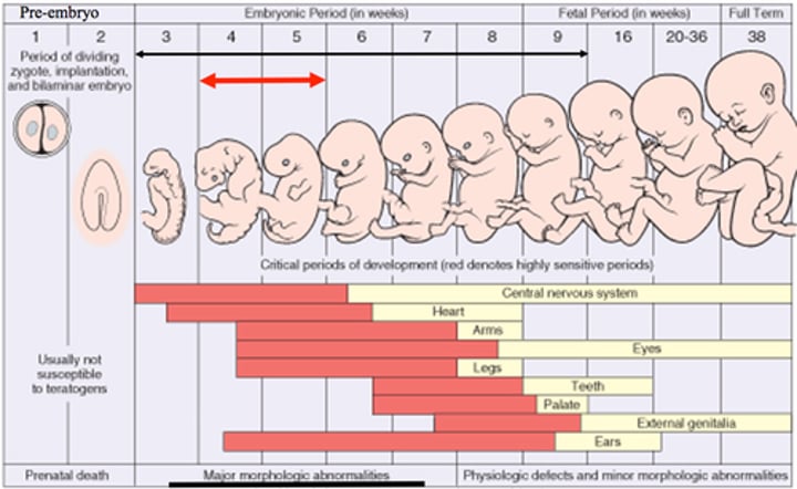 <p>9 month development period before birth. cells are forming specific organs.</p>