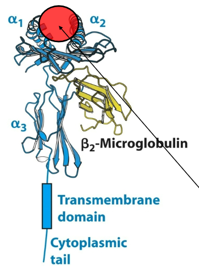 <p>Describe the architecture of the MHC (Class I) molecule.</p>