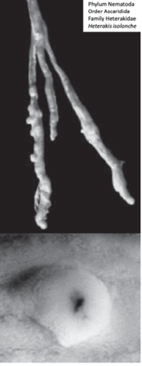 <p>• Location: caeca of pheasants</p><p>• Larval stages invade the mucosa of the caeca where they develop</p><p>to adults in nodules;</p><p>• Diarrhoea, weight depression, death (sometimes &gt;50%).</p>
