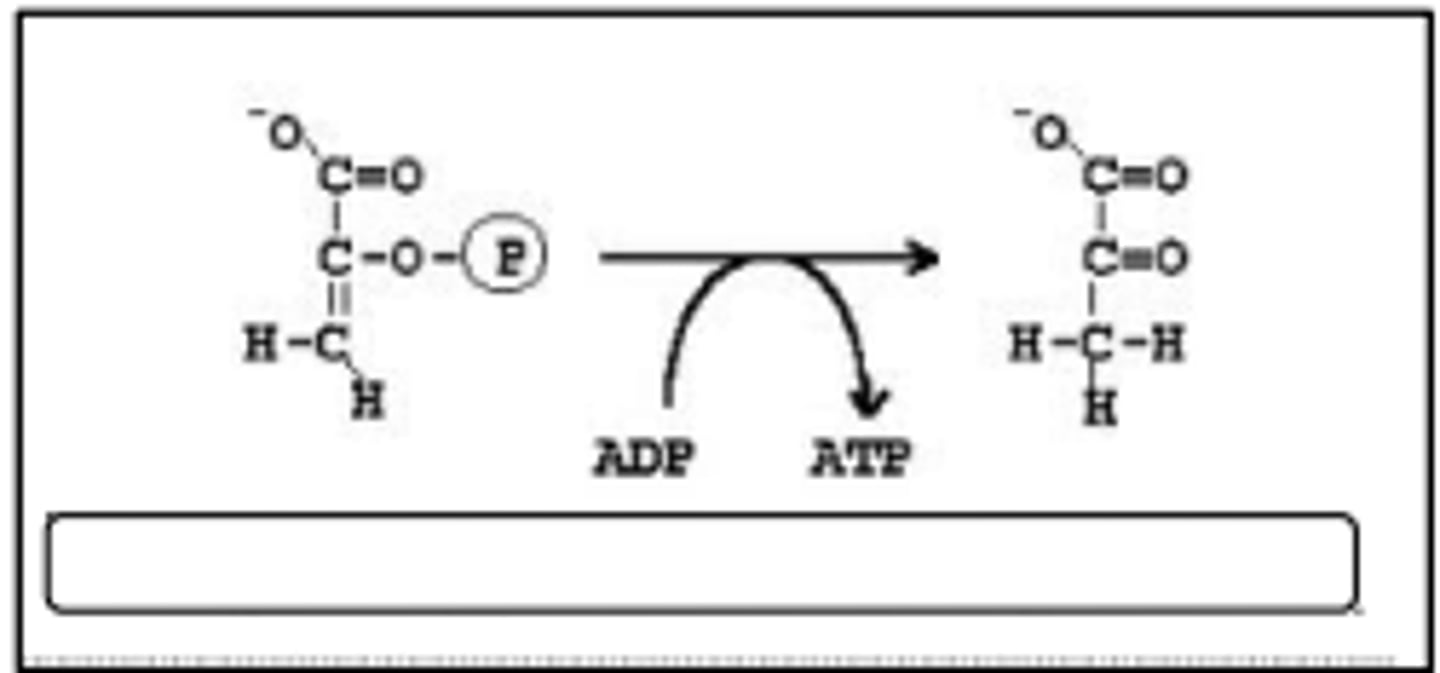 <p>pyruvate kinase</p>