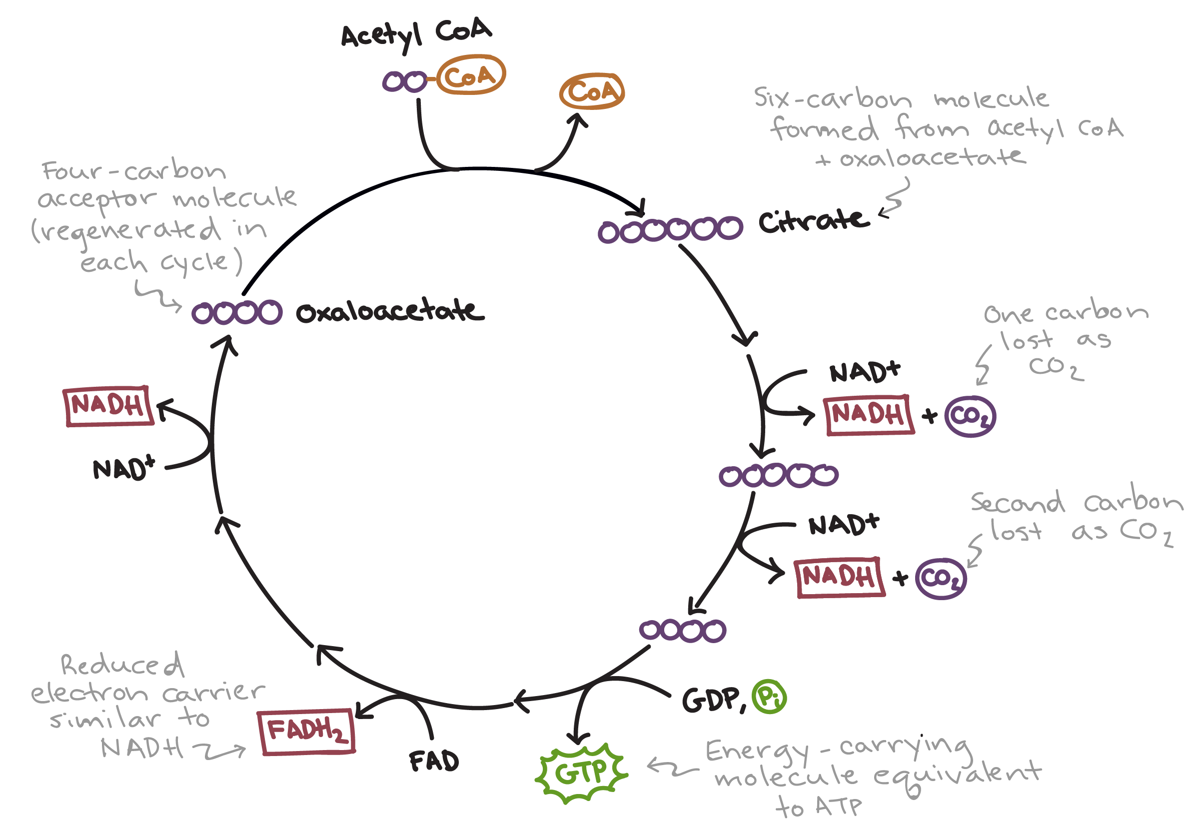 <ul><li><p>Occurs in matrix of mitochondria</p></li><li><p>Acetyl-COA joins with oxaleacetate (a 4-carbon molecule) to form citric acid</p></li><li><p>Citric acid is broken down in several steps releasing 2 CO<sub>2</sub>, 3 NADH, 1 FADH<sub>2</sub>, and 1 ATP</p></li><li><p>Oxaleacetate is regenerated, ready to join with another acetyl-COA so the cycle can repeat</p></li><li><p>The Krebs Cycle happens 2X per Glucose molecule</p></li><li><p>Main goal is to genereate NADH and FADH<sub>2</sub> which carry high-energy electrons to the electron transport chain (ETC)</p></li></ul><p>Inputs: 2 acetyl-CoA, 6 NAD+, 2 FAD, 2 ADP, oxaloacetate</p><p>Outputs: 4 CO<sub>2</sub>, 6 NADH, 2 FADH<sub>2</sub>, 2 ATP, oxaloacetate</p>
