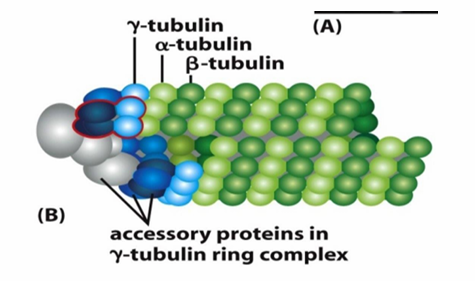 <ul><li><p>Starting off growth&nbsp;</p></li><li><p>Involves&nbsp;γ‐tubulin which is present in smaller amounts in the cell compared to alpha/beta tubulin</p></li><li><p>Helps form&nbsp;γ‐tubulin ring complex (γ-TuRC)</p><ul><li><p>Nucleates at (-) end of a new microtubule&nbsp;</p></li><li><p>Forms a template for the growing (+) end</p></li></ul></li><li><p>γ-TuRC acts as a cap of the (-) end while microtubule growth occurs at (+) end</p></li></ul><p></p>