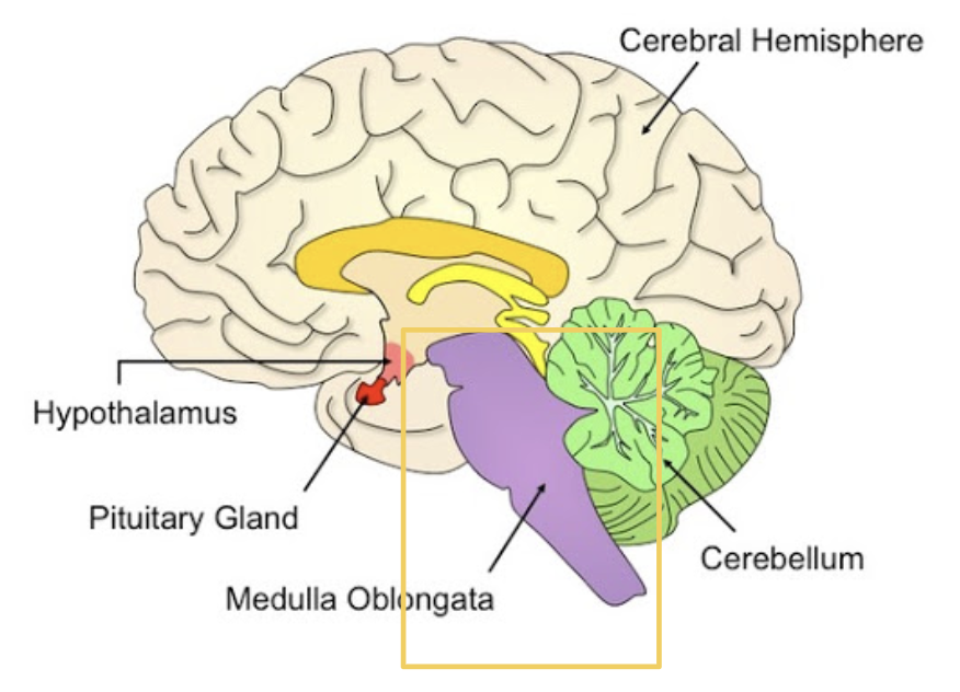 <p><span style="background-color: transparent;"><span>The part of the brain that connects the brain and spinal cord</span></span></p>