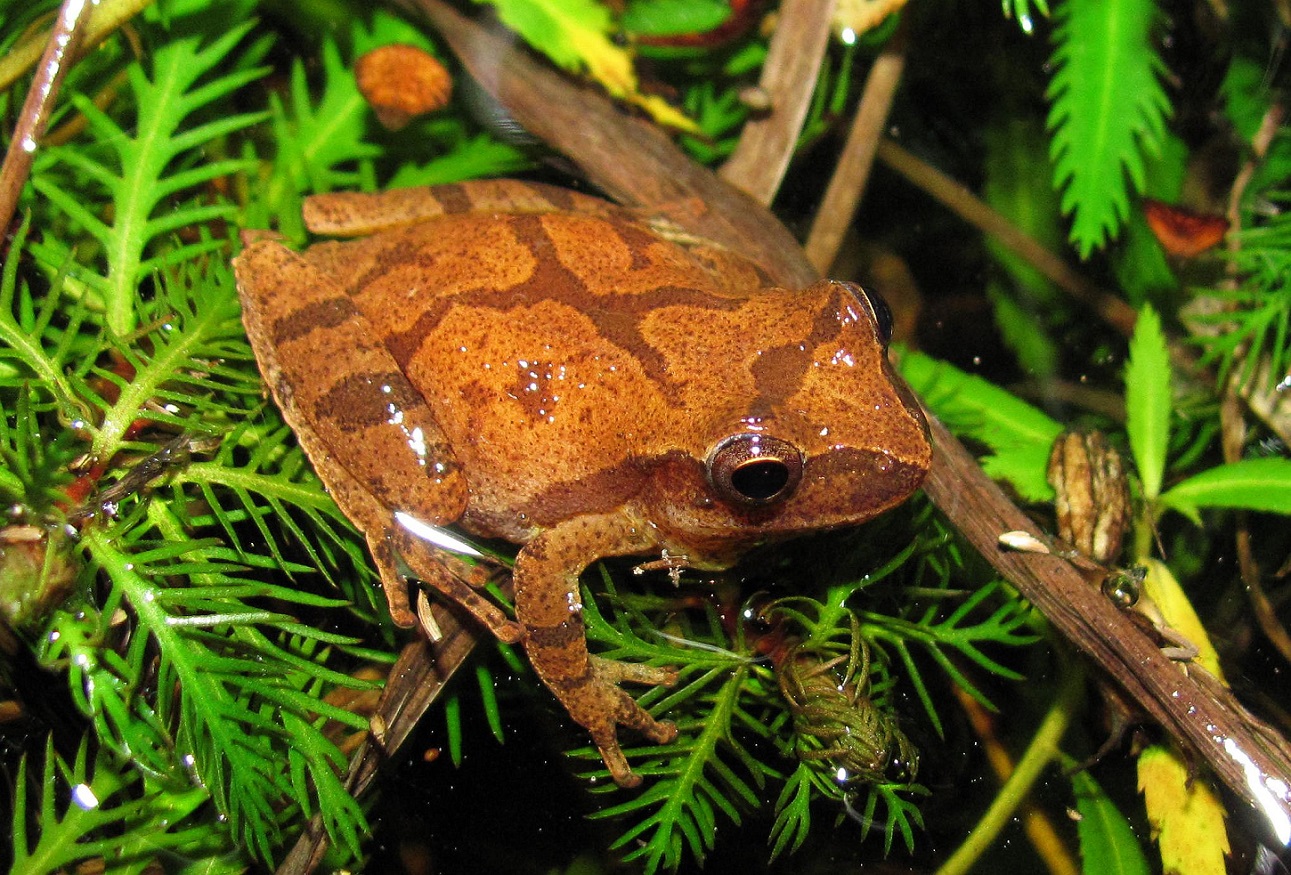 <p>other southern spring peeper info </p>
