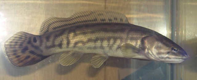 <p>Bowfin; long dorsal fin, rounded tail, distinctive gular (bony) plate between lower jaws</p>