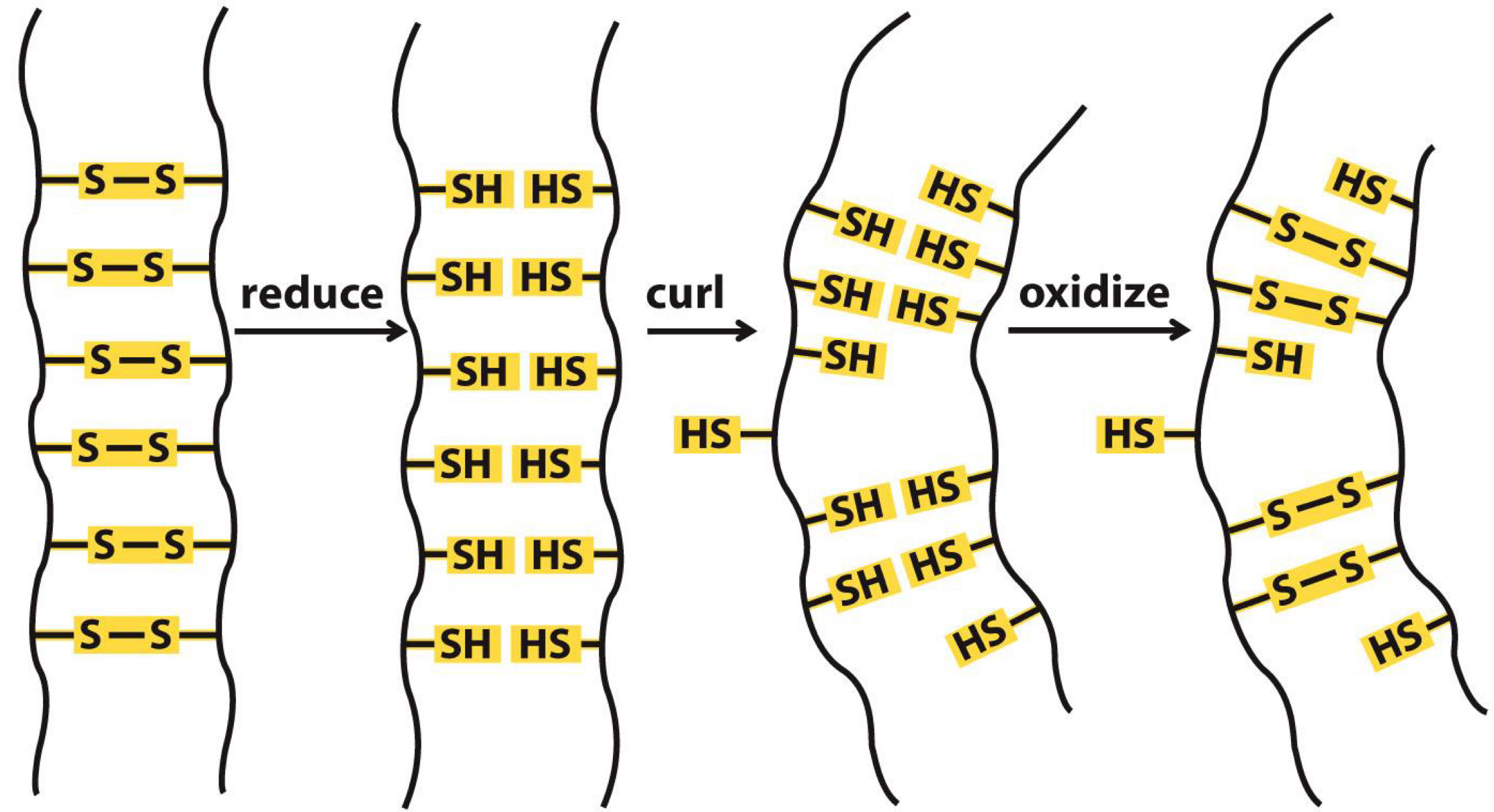 <p><span>Sulfur atoms of two cysteines can form a bond</span><br><span>Bond is important to protein structure and folding</span><br><span>Curls in hair are due to disulfide bonds</span><br><span>Straight hair can be made curly by chemical treatment</span><br></p>