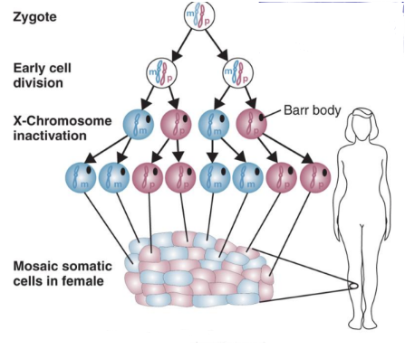 <p>in females (XX), one X chromosome in each cell is inactivated.</p><ul><li><p>mosaics</p></li></ul><p></p><p>ensures females will produce X-linked gene products in similar quantities to males → <strong><u>dosage compensation</u></strong></p>