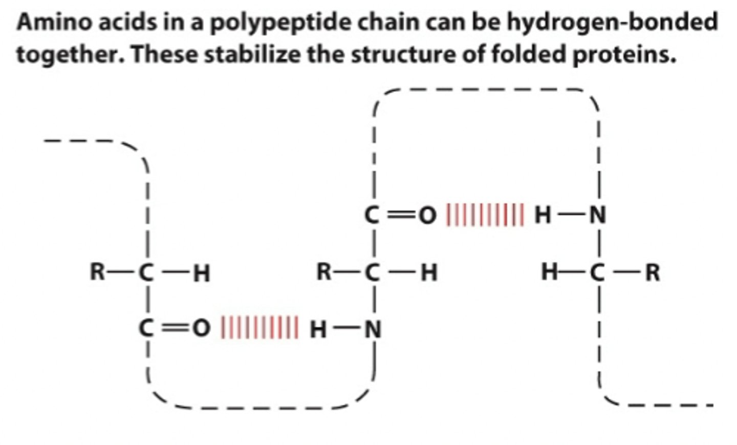 <p>O in C=O has lone pair, attracted to the delta + H in the NH2</p><p>h bonds can also happen between R groups</p>
