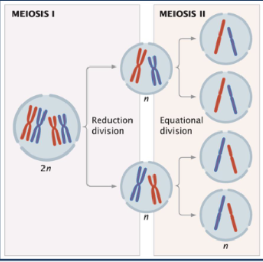 <p>1) Meiosis I</p><ul><li><p>Interphase</p></li><li><p>Prophase I</p></li><li><p>Metaphase I</p></li><li><p>Anaphase I</p></li><li><p>Telophase I</p></li></ul><p>2) Meiosis II: </p><ul><li><p>Prophase II</p></li><li><p>Metaphase II</p></li><li><p>Anaphase II</p></li><li><p>Telophase II</p></li></ul><p></p>